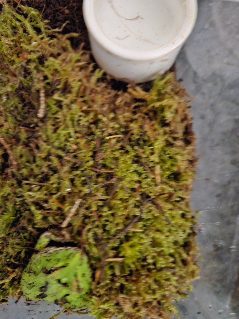 Ceratophrys cranwelli Hoornkikker Frog photo 7