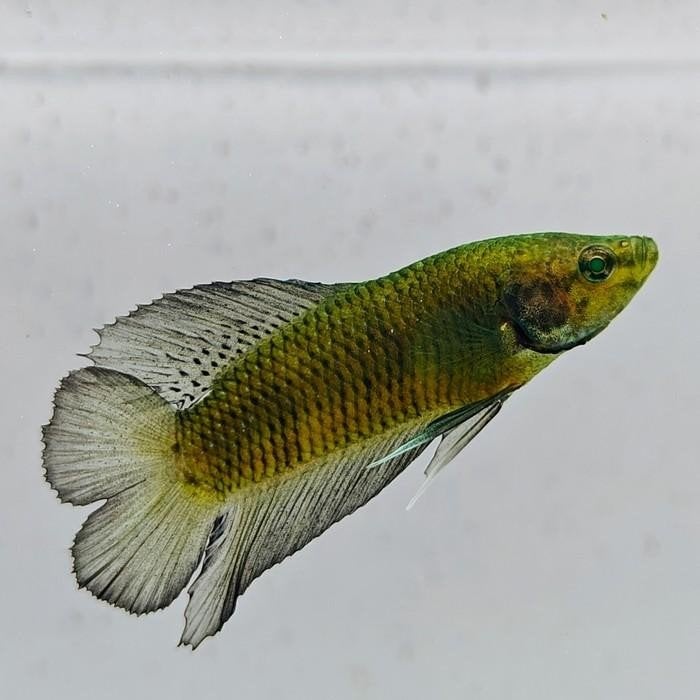Betta splendens 04, Vis