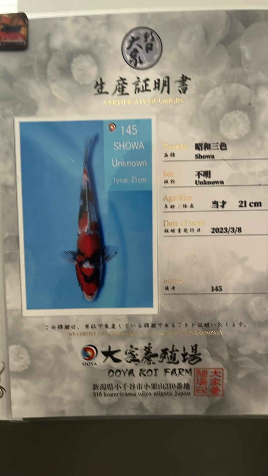 Showa met certificaat, Karper of Koi
