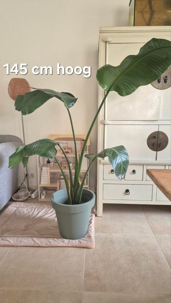 Strelitzia Nicolai (Paradijsvogelplant) 145cm, Ophalen, Halfschaduw