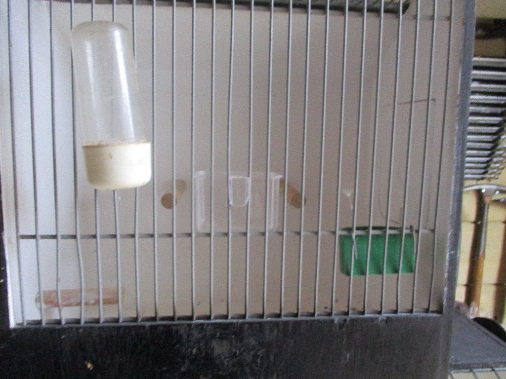 t.t. kooien     hout, Dieren en Toebehoren, Ophalen, Zo goed als nieuw, Hout, Vogelkooi