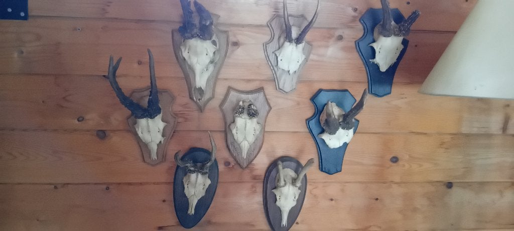 Hertengewitjes op schild, Ophalen of Verzenden, Zo goed als nieuw, Hert, Opgezet dier