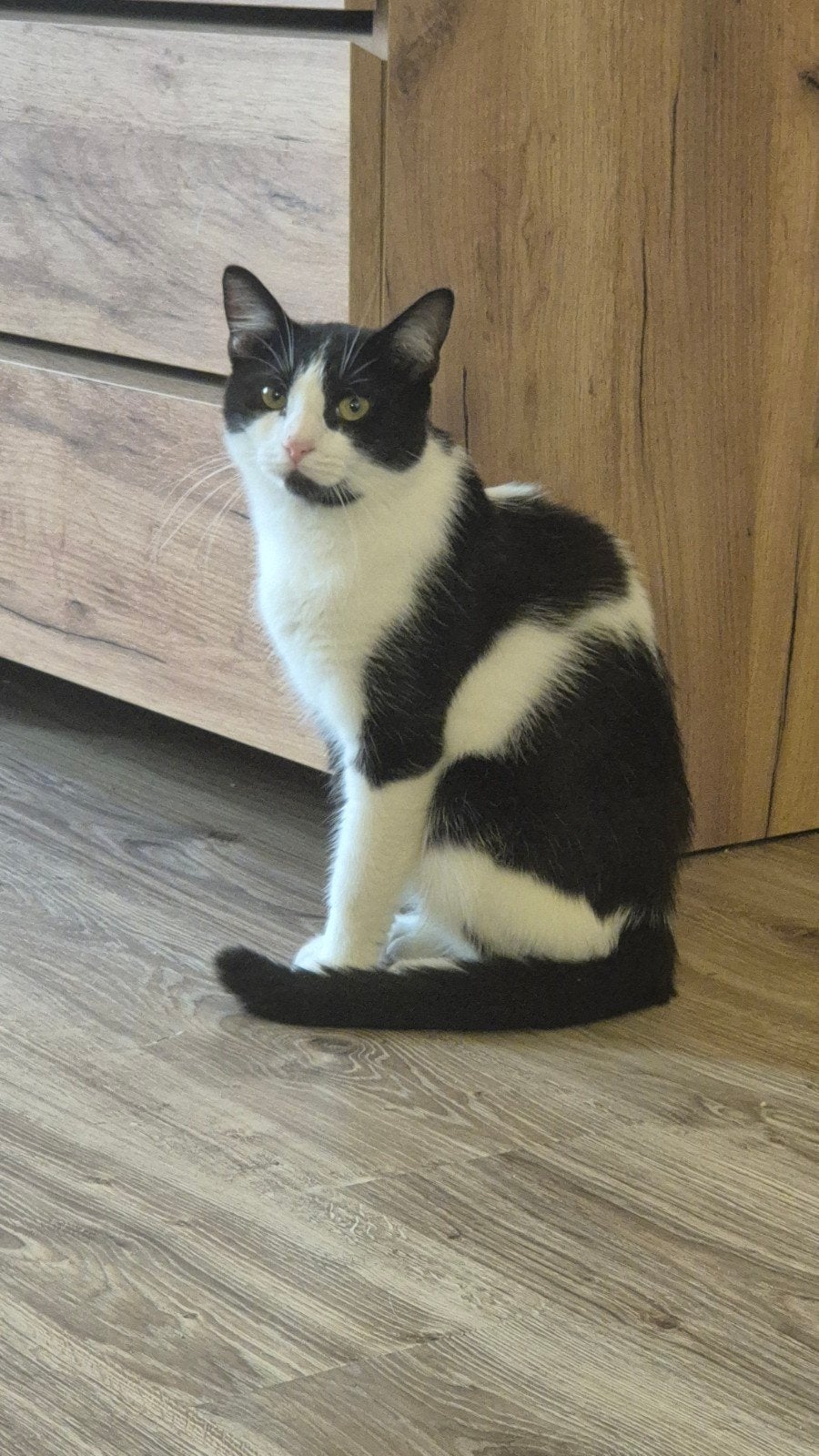Lieve, actieve kater (1 jaar) zoekt een rustig thuis, Kater