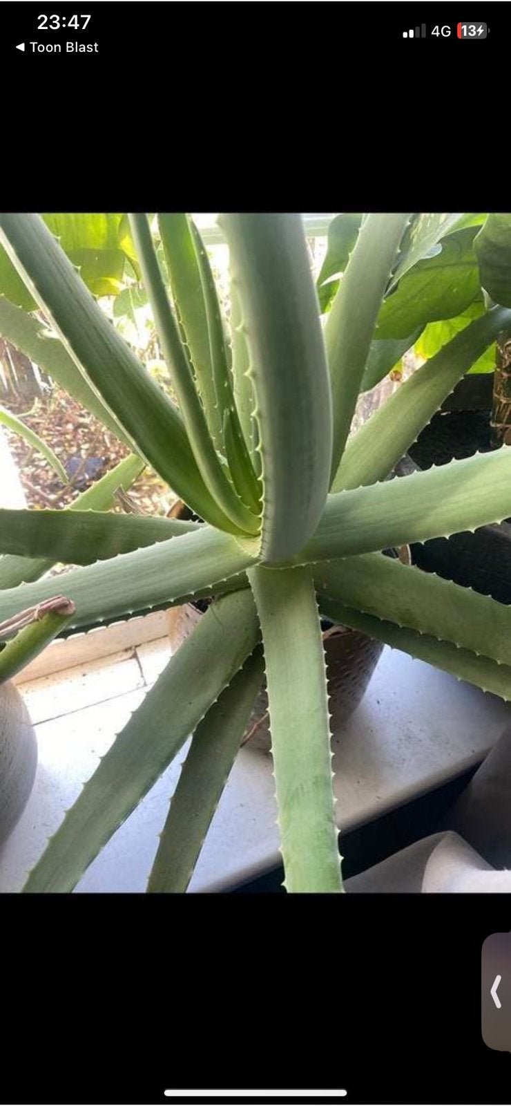 Aloe vera plant €20 ophalen in Goed, Tuin en Terras, Ophalen, Overige soorten, Volle zon