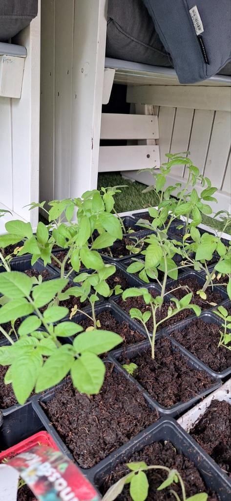 Cherry tomaten planten stekkies, Ophalen of Verzenden, Minder dan 100 cm, Overige soorten, Zomer