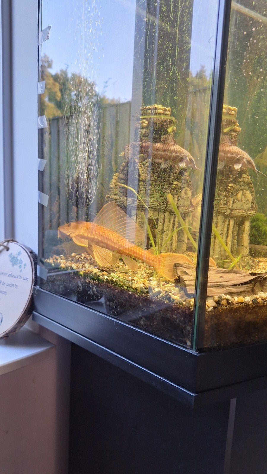 harnasmeerval (pleco algeneter), Vis, Zoetwatervis