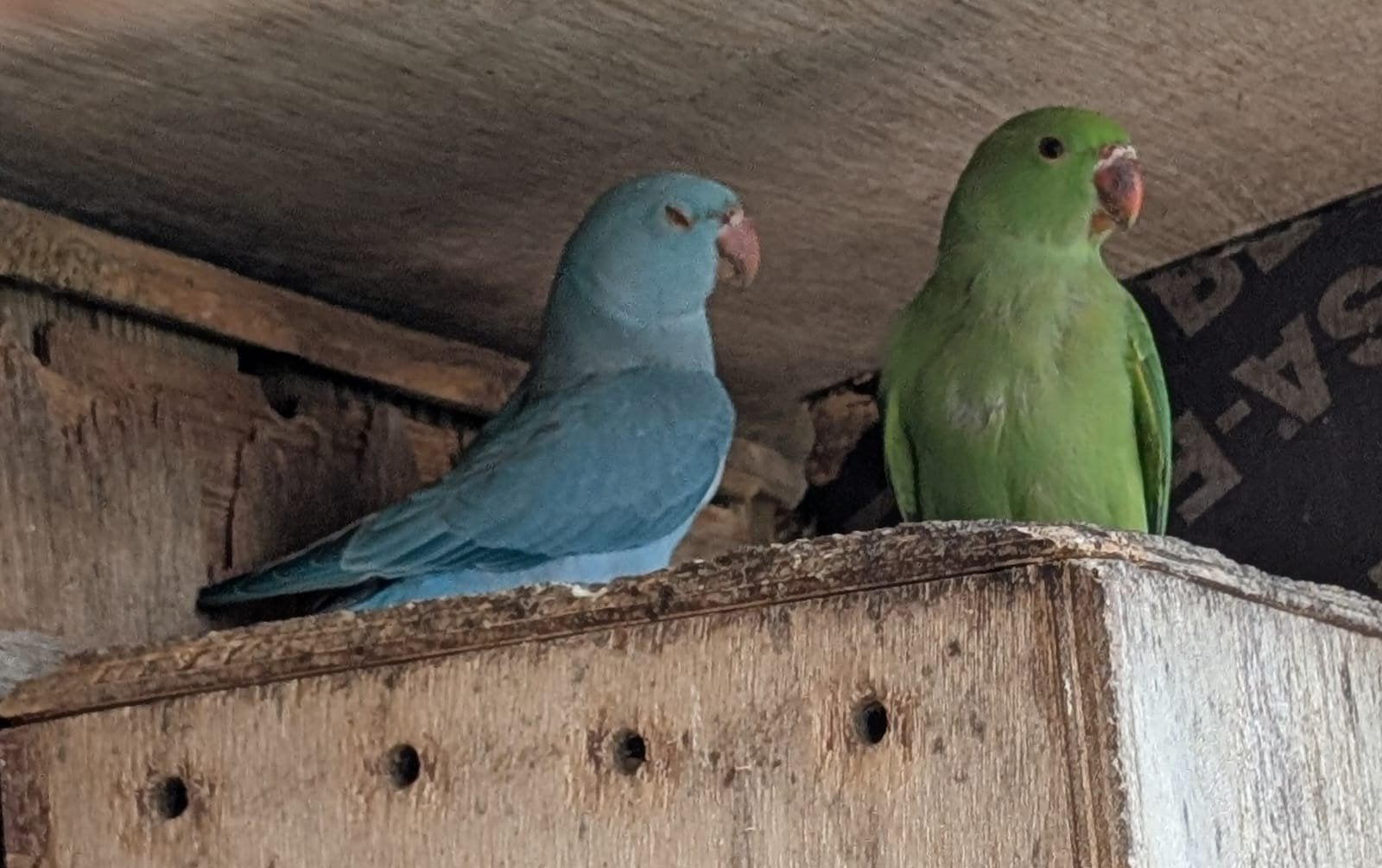 Jonge halsband parkieten blauw en groen, Dieren en Toebehoren, Vogels | Parkieten en Papegaaien, Meerdere dieren, Parkiet