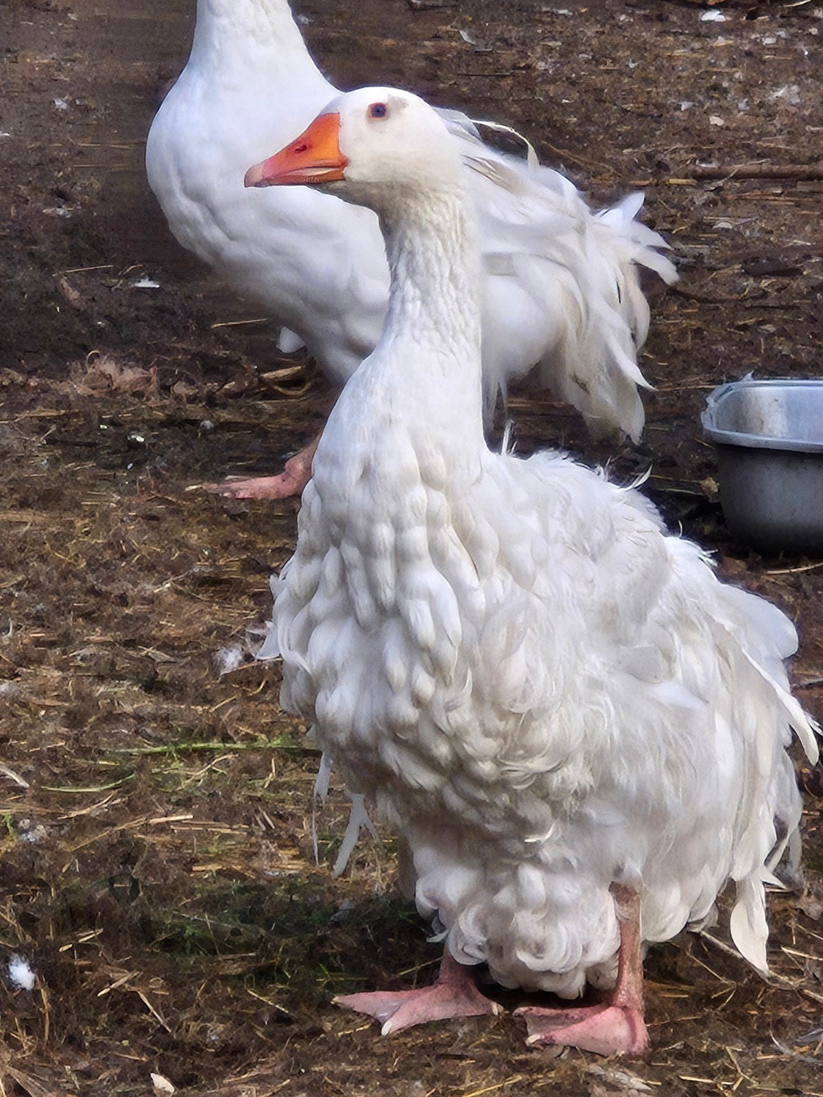 Krulveer ganzen te koop, Dieren en Toebehoren, Pluimvee, Meerdere dieren, Gans of Zwaan