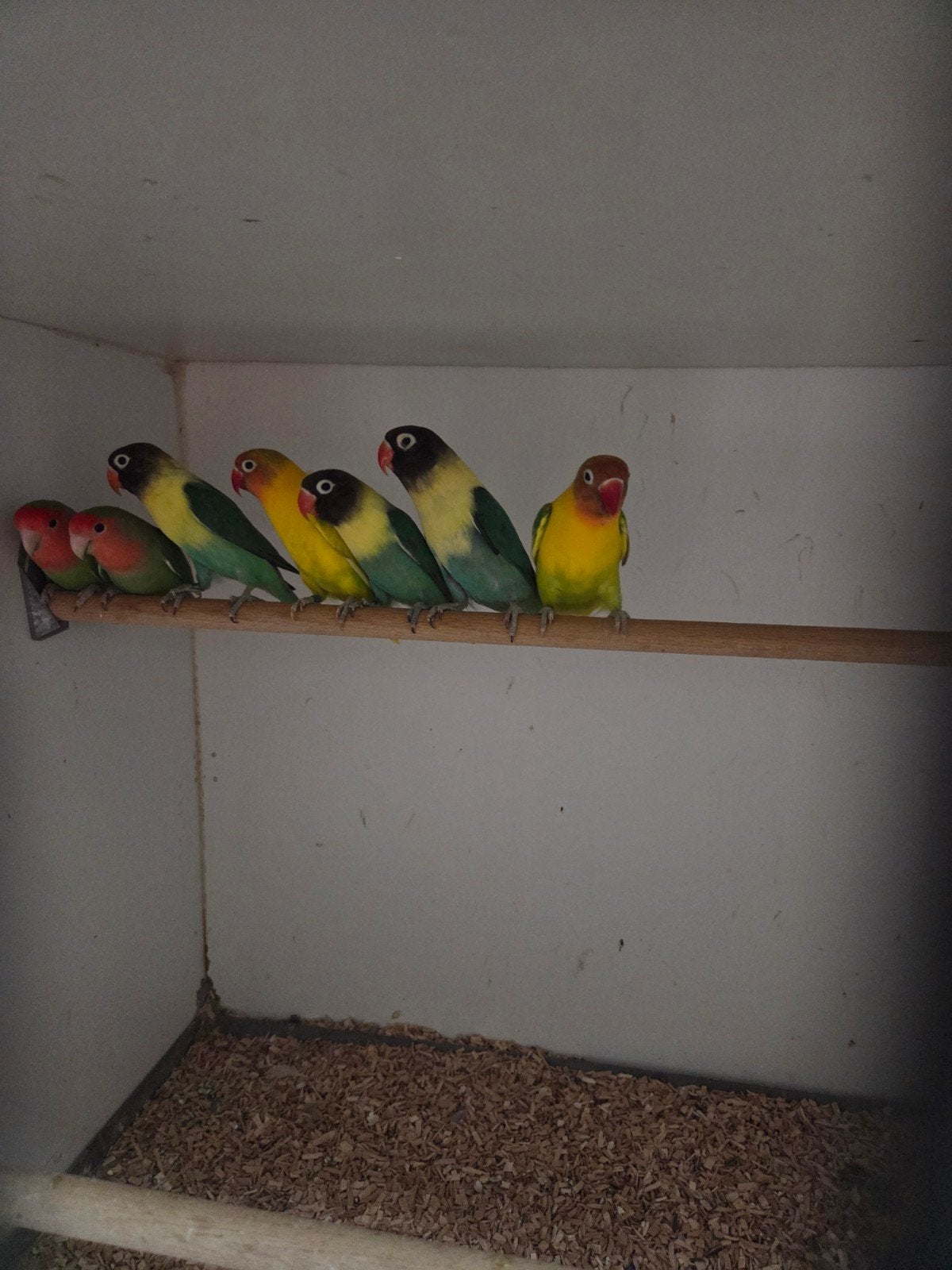 personata.s y.f, Dieren en Toebehoren