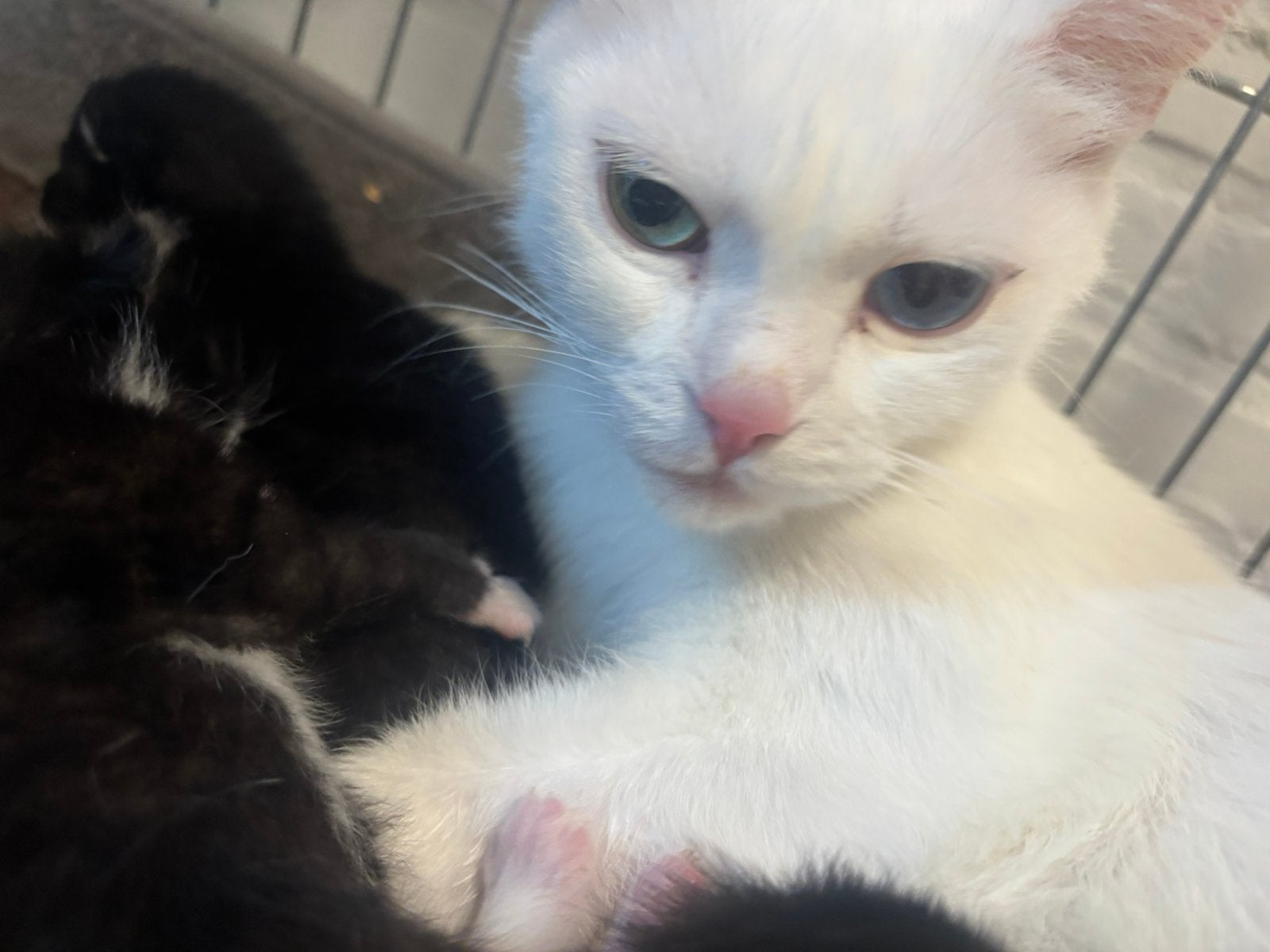 KITTENS te koop, Meerdere dieren