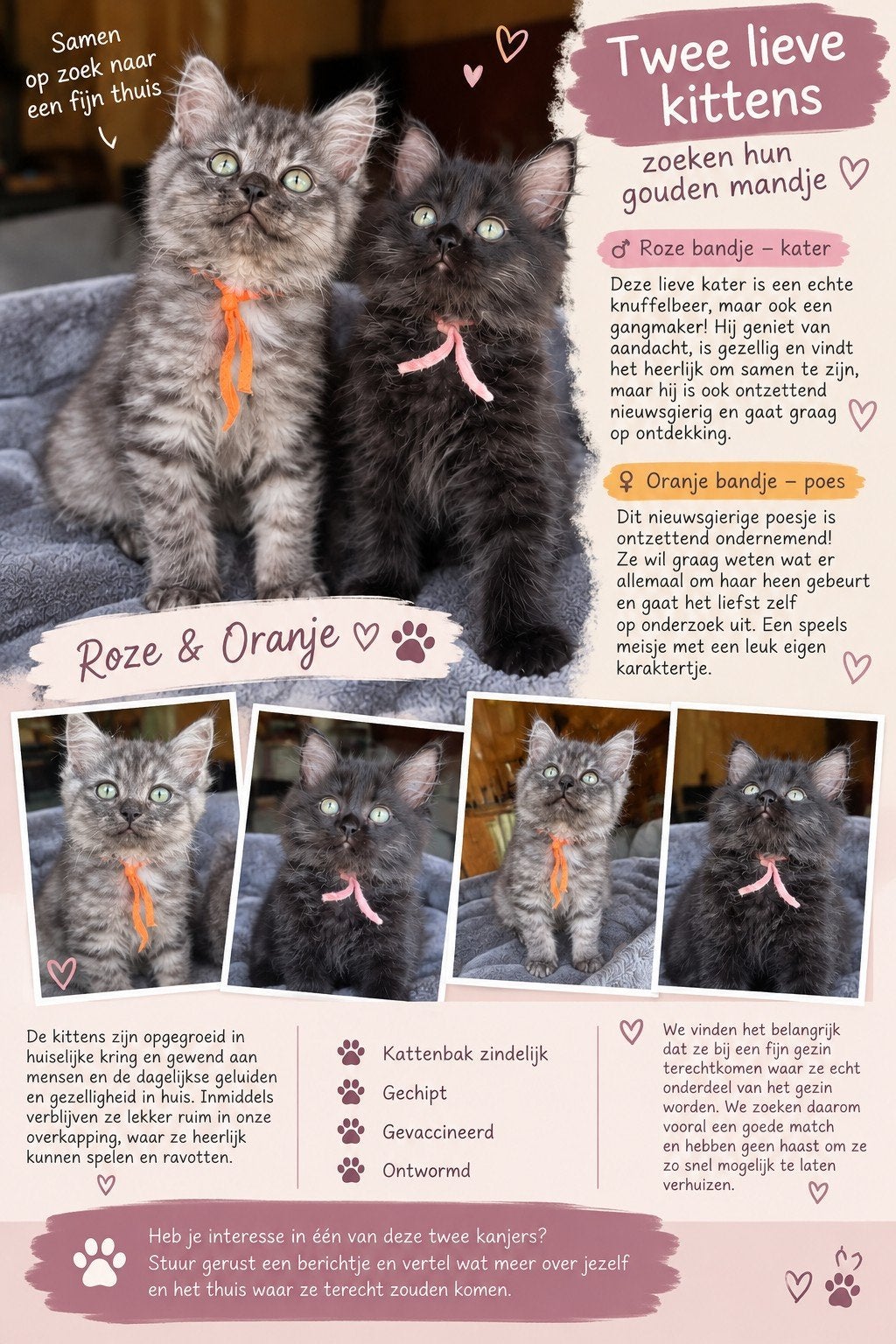 twee prachtige ragdoll kittens opnieuw beschikbaar, Dieren en Toebehoren, Meerdere dieren, Gechipt, 0 tot 2 jaar