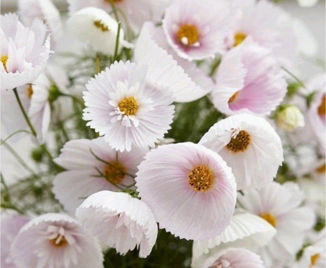 Cosmea Cupcake Blush cosmos zaden biologisch, Tuin en Terras, Ophalen of Verzenden, Volle zon