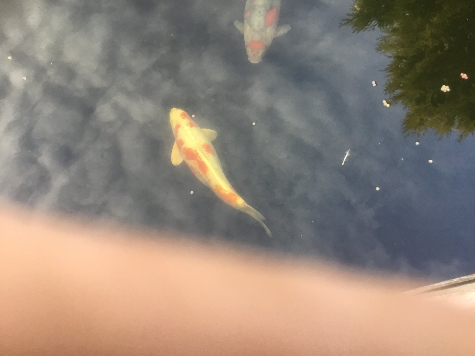 Mooie koi karper te koop rond de58 cm, Karper of Koi