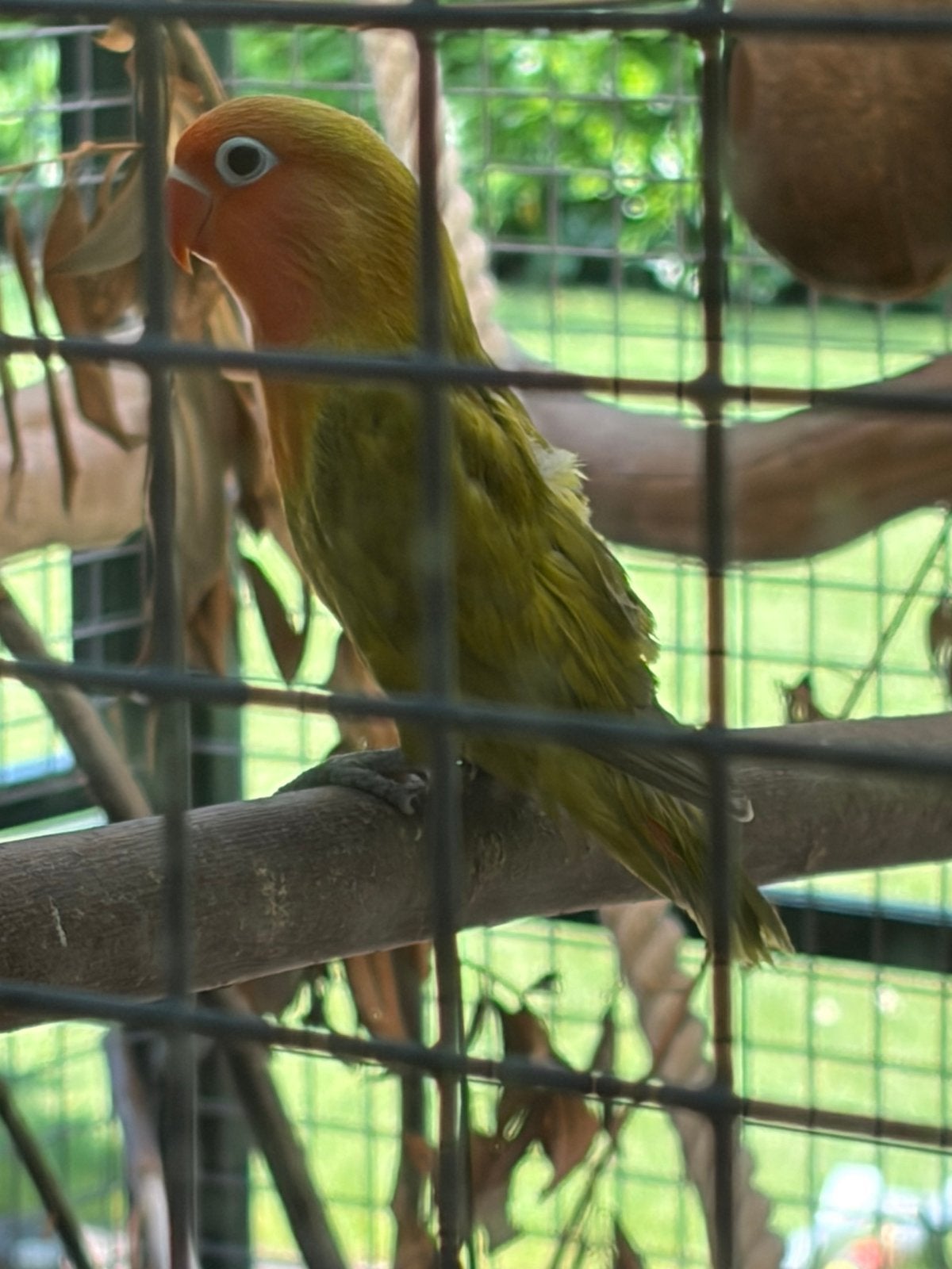 Jonge fischeri, Dieren en Toebehoren, Vogels | Parkieten en Papegaaien, Geslacht onbekend, Dwergpapegaai of Agapornis, Geringd