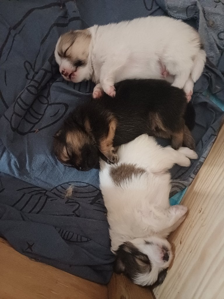 Puppy, Dieren en Toebehoren, 8 tot 15 weken, Meerdere, Nederland, Particulier