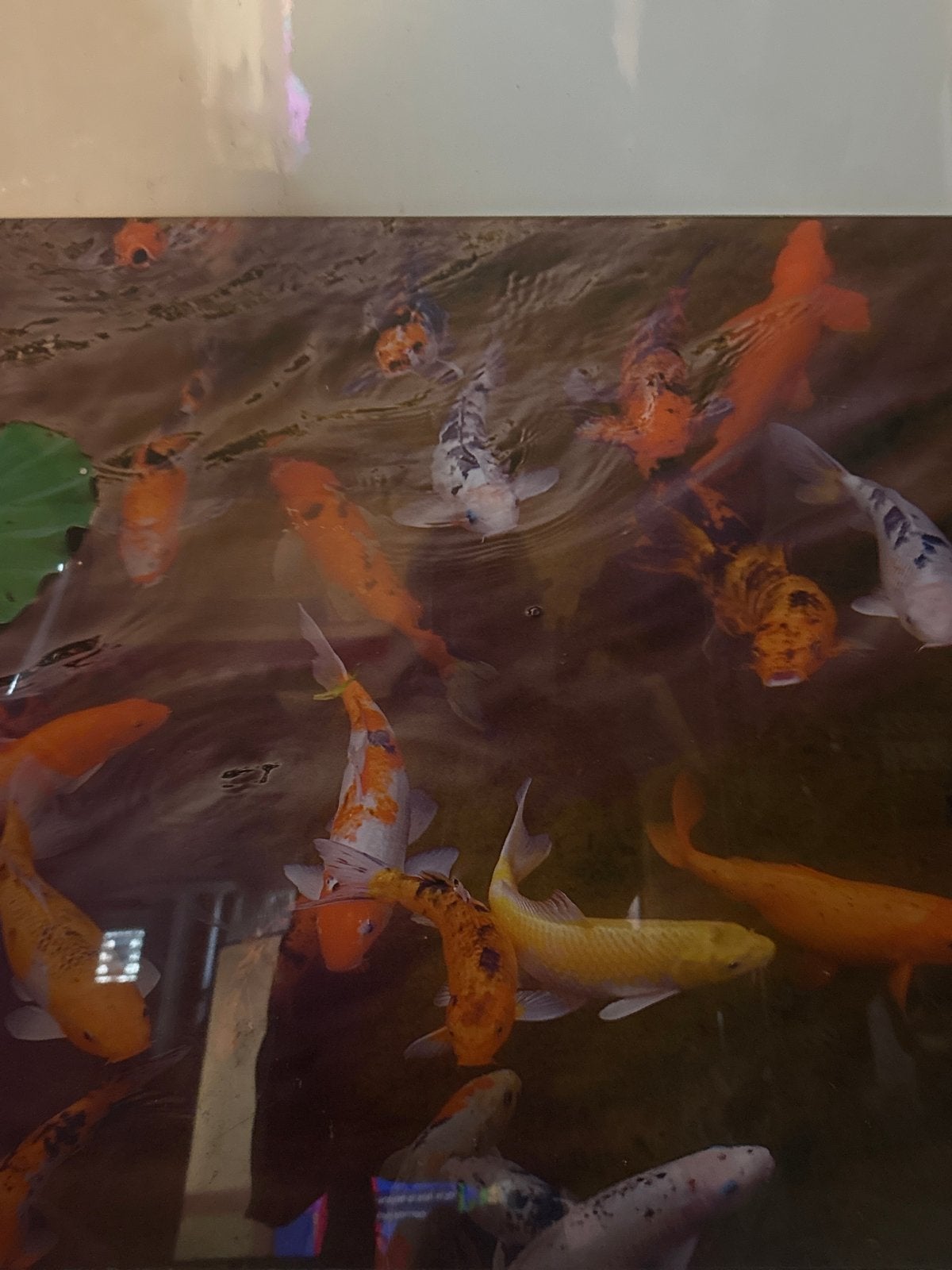 Free Levendig Koi Portret: Acryl op Posterboard, Ophalen, Papier/karton, Acrylverf, Dieren