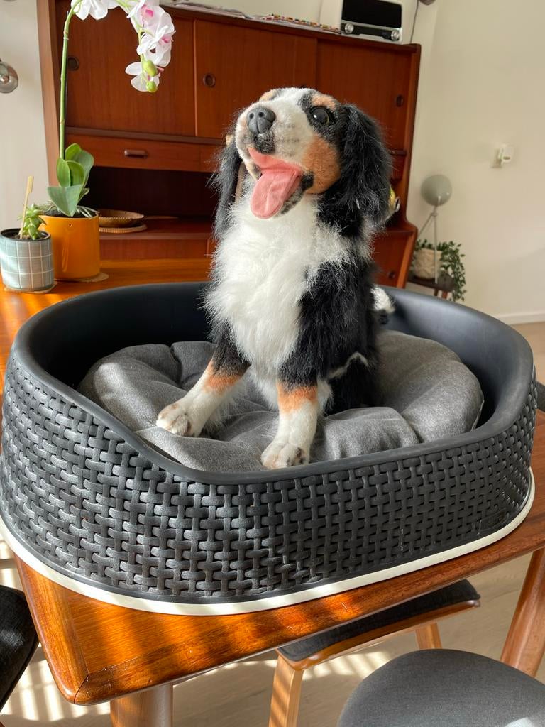 Mooie zwarte ‘Curver -Petlife basket’ hondenmand, Ophalen of Verzenden, Gebruikt, Overige