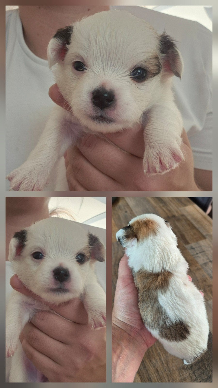 Prachtige Pomchi puppy's, Dieren en Toebehoren, Parvo, Overige rassen, 8 tot 15 weken, Meerdere