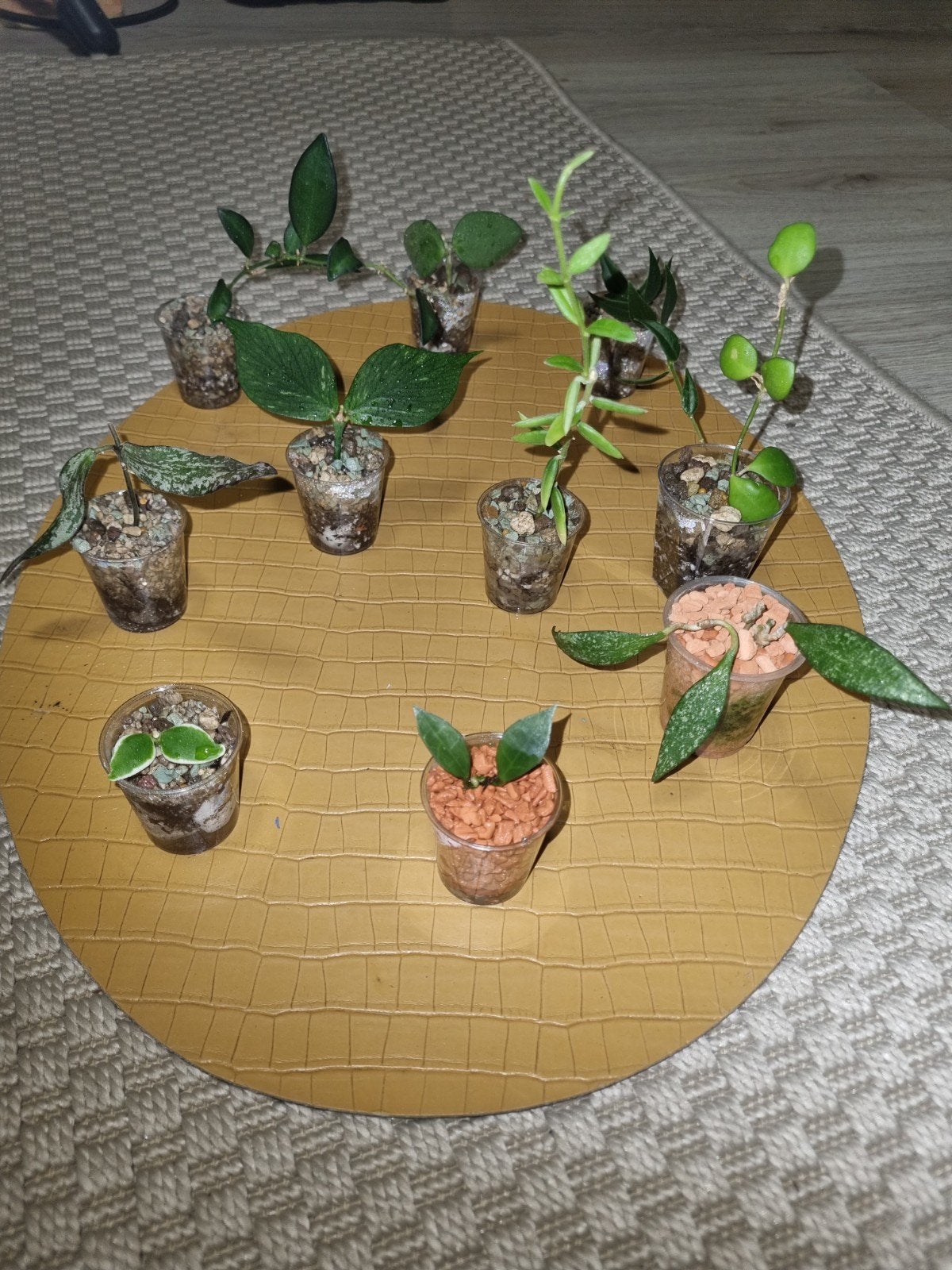 Hoya stekjes pakket 10x voor €25!, Ophalen of Verzenden, Halfschaduw, Minder dan 100 cm