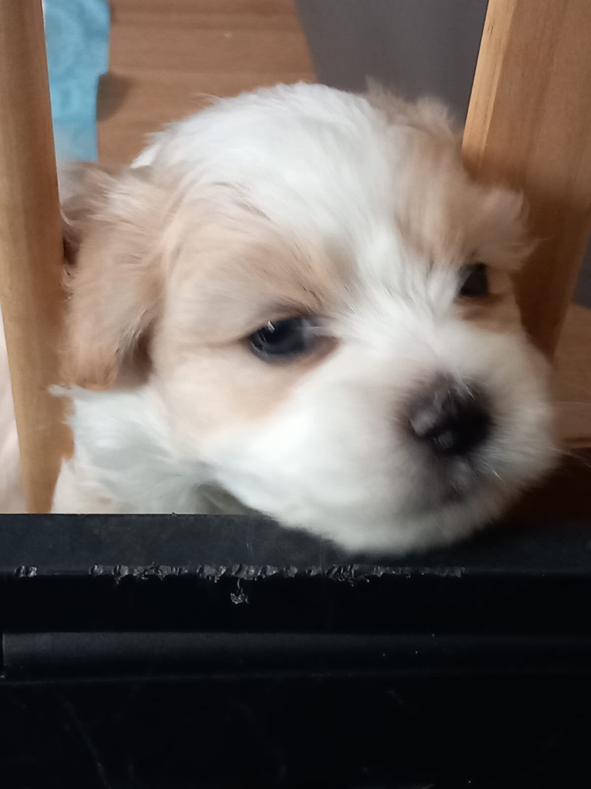 Bichon Havanees pups, Dieren en Toebehoren, Parvo, 8 tot 15 weken, Meerdere, Meerdere dieren