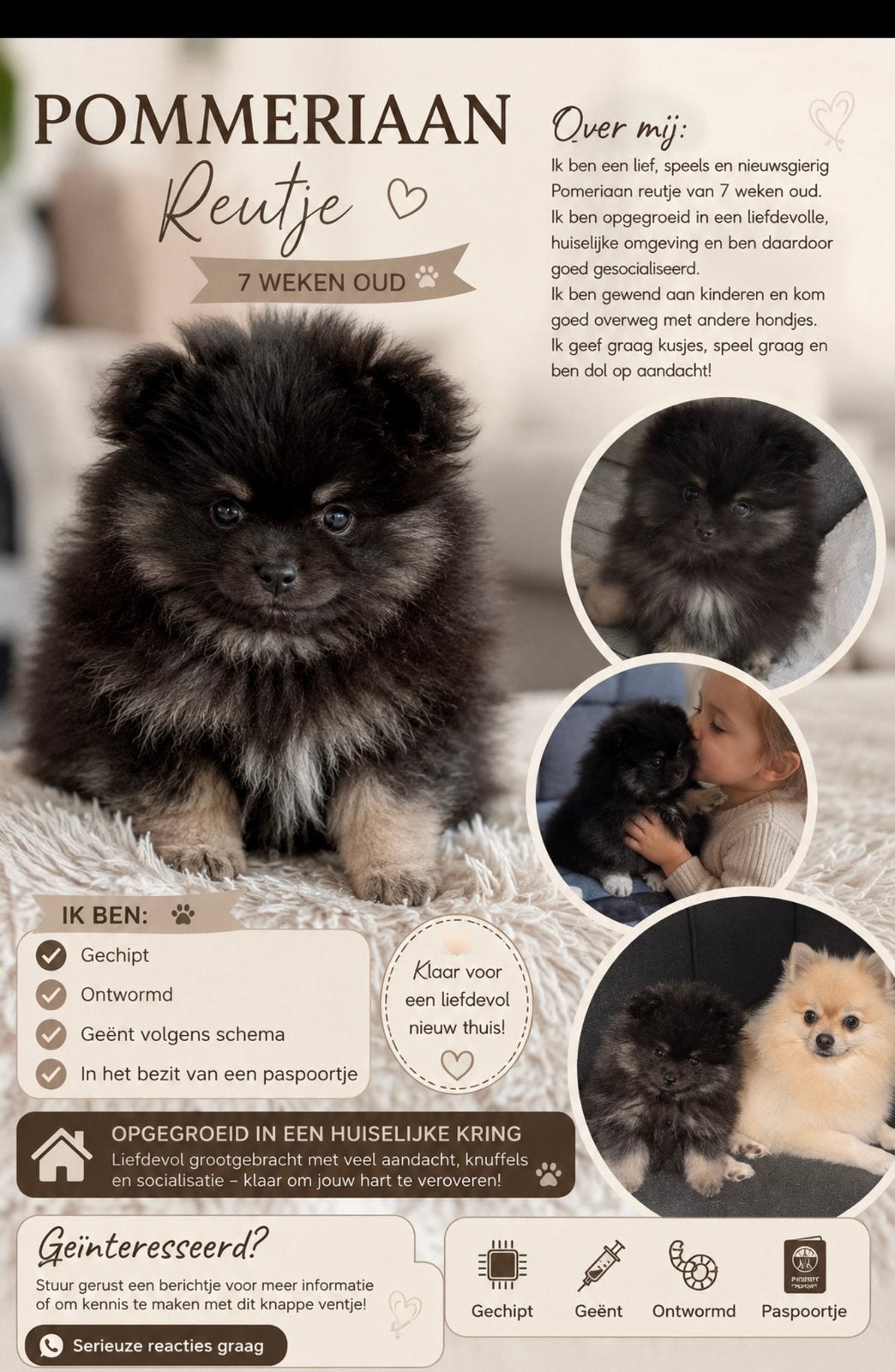 Pomeriaan reutjes 8 weken oud, Dieren en Toebehoren, Honden | Poolhonden, Keeshonden en Oertypen, Keeshond, Reu, 8 tot 15 weken