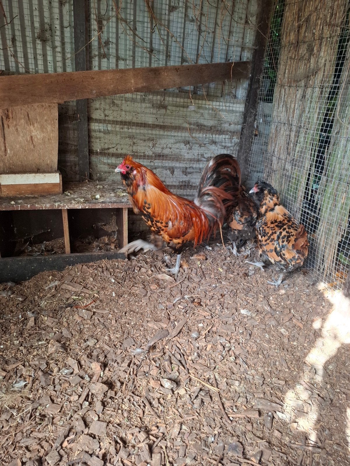 uilebaard kippen, Meerdere dieren, Kip
