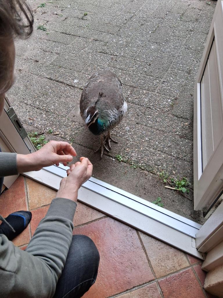 blauwe pauwen, Dieren en Toebehoren, Meerdere dieren, Overige soorten