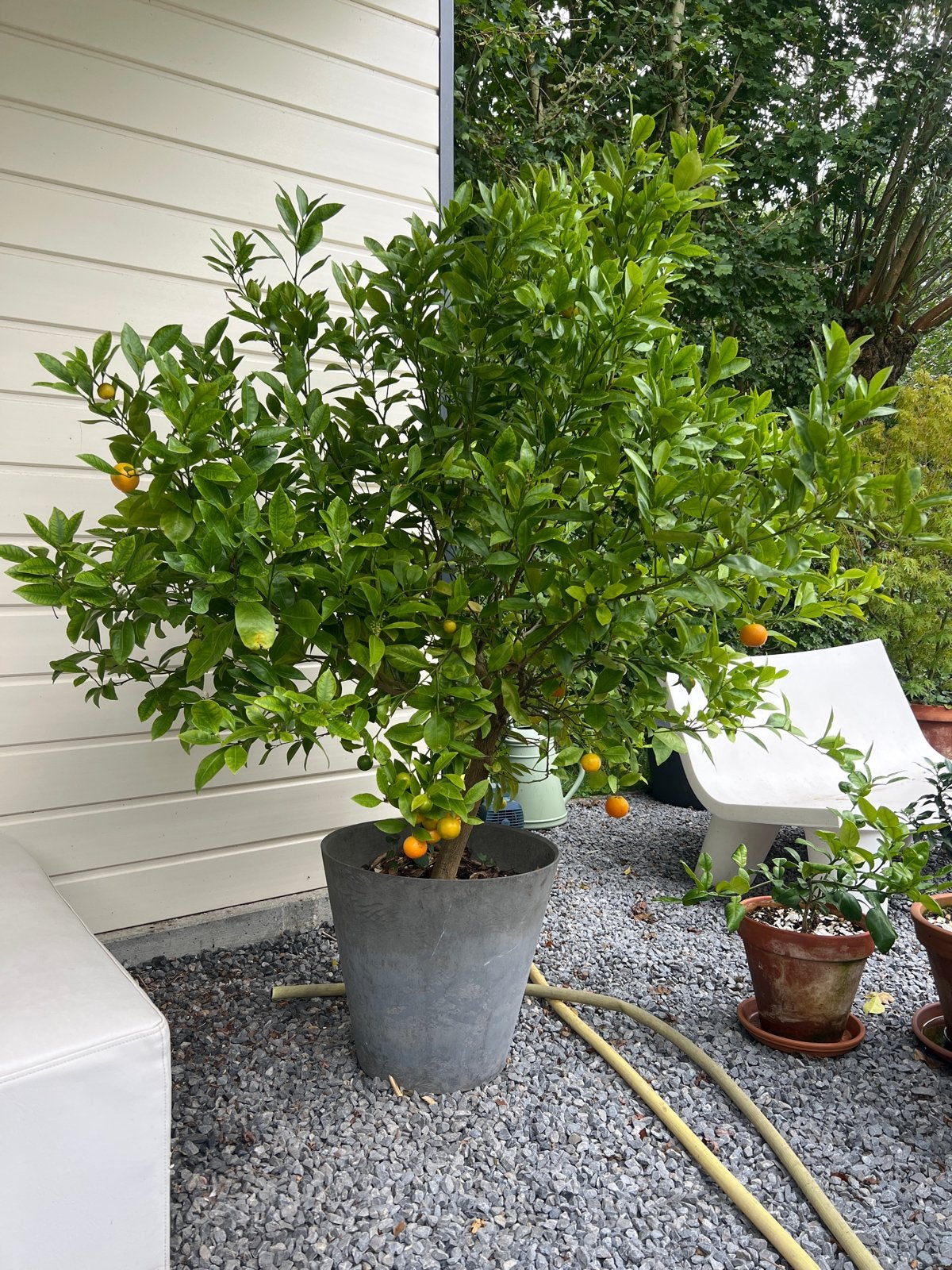 Prachtige citrusboom calamondin 180cm vol vruchten, Ophalen, Volle zon, Vaste plant, Zomer