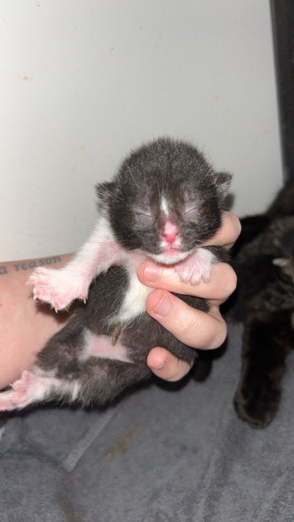 Lief nestje kittens geboren op 27 mei, Meerdere dieren
