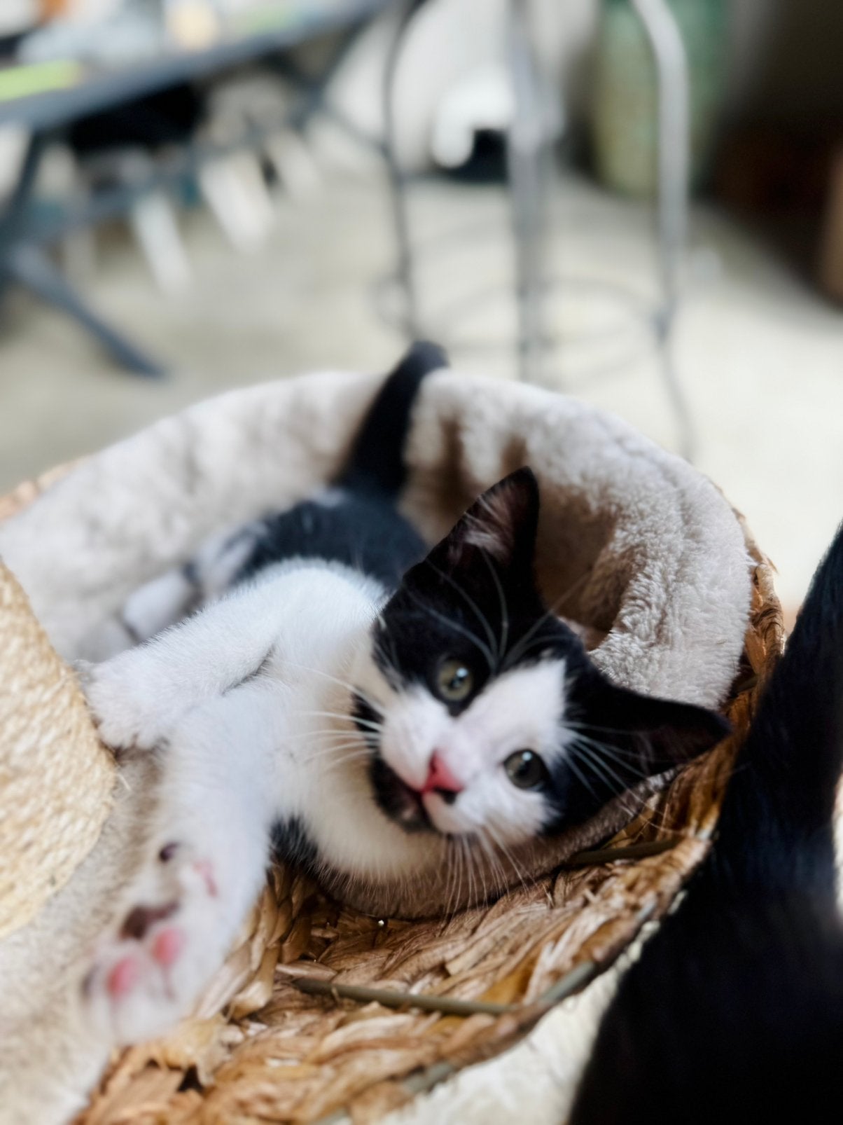Hele mooie en sociale kittens van zorgboerderderij, Meerdere dieren