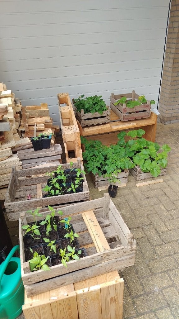 1 gratis bij aankoop 5 groente planten, Ophalen, Eenjarig, Groenteplanten, Volle zon