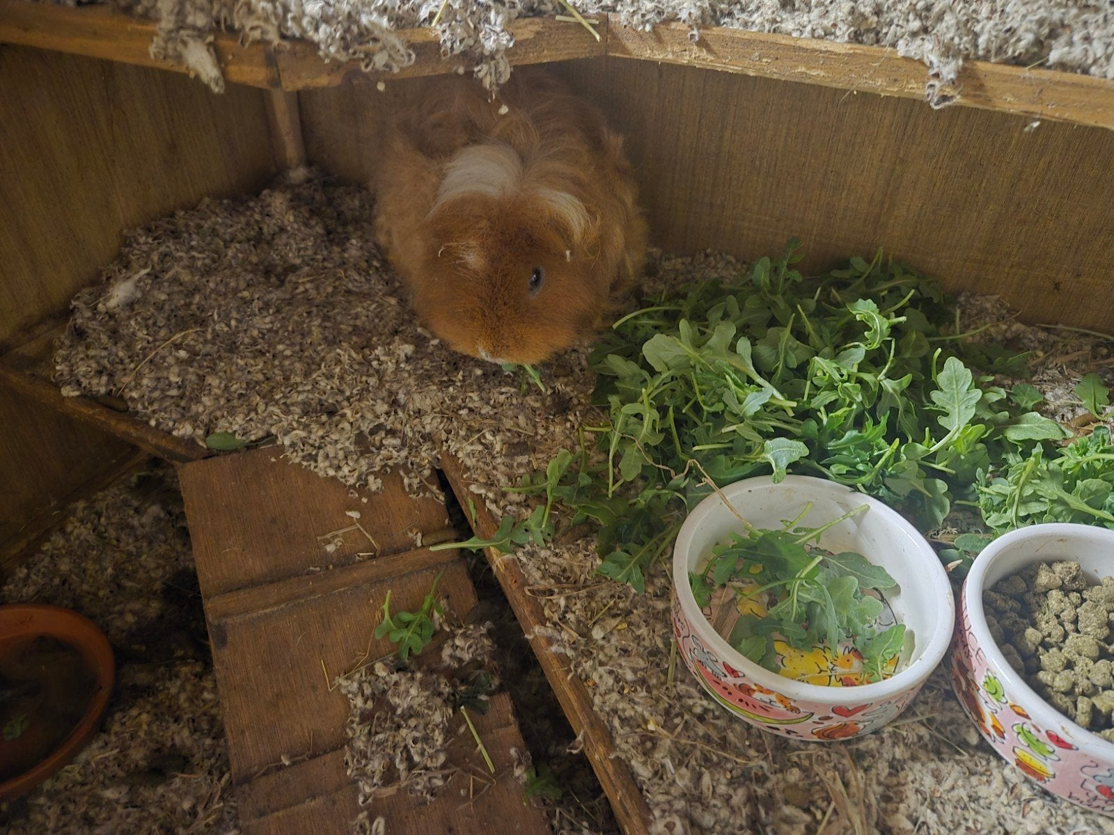 Lief huisje gezocht voor cavia Jip (texel/ tessel ras), Cavia, Mannelijk, Januari, Tam