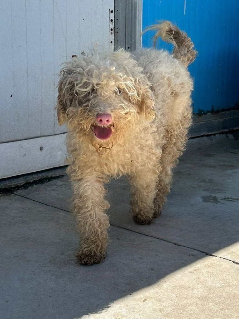 ACE: Giselle is lief en sociaal!, Poedel, Particulier, 1 tot 2 jaar, Buitenland