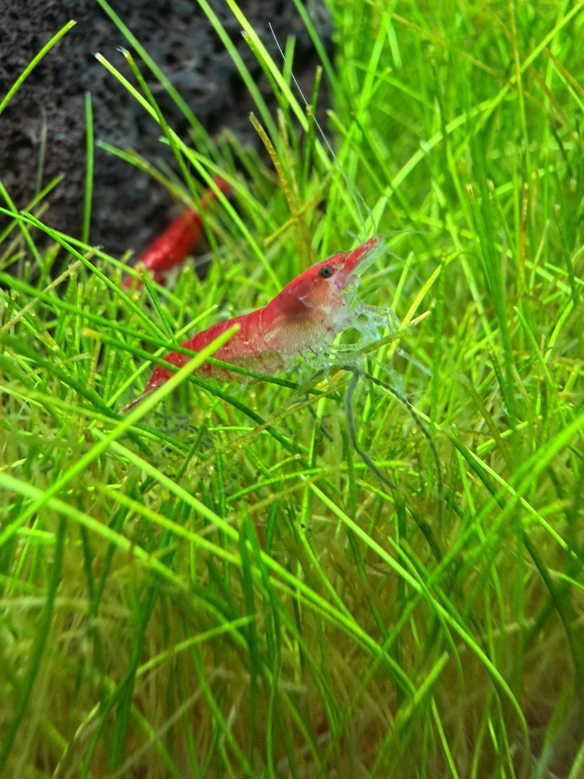 Neocaridina | Uitgeselecteerd | Cherry garnalen | Red Cherry, Dieren en Toebehoren, Kreeft, Krab of Garnaal