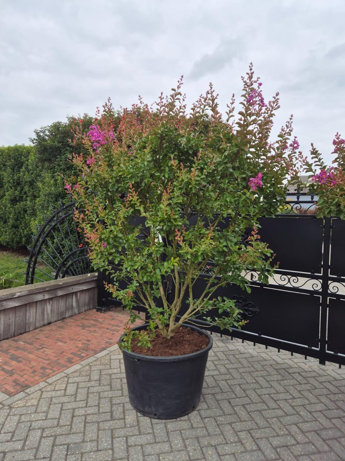 Lagerstroemia indica paars meerstammige XXL, Overige soorten, 100 tot 250 cm, Zomer, Ophalen