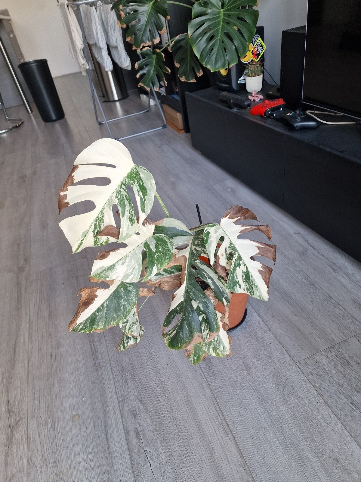 Monstera Deliciosa 'Albo Variegata' - Zeldzame Kamerplant, Vaste plant, Bloeit niet, Halfschaduw, Ophalen