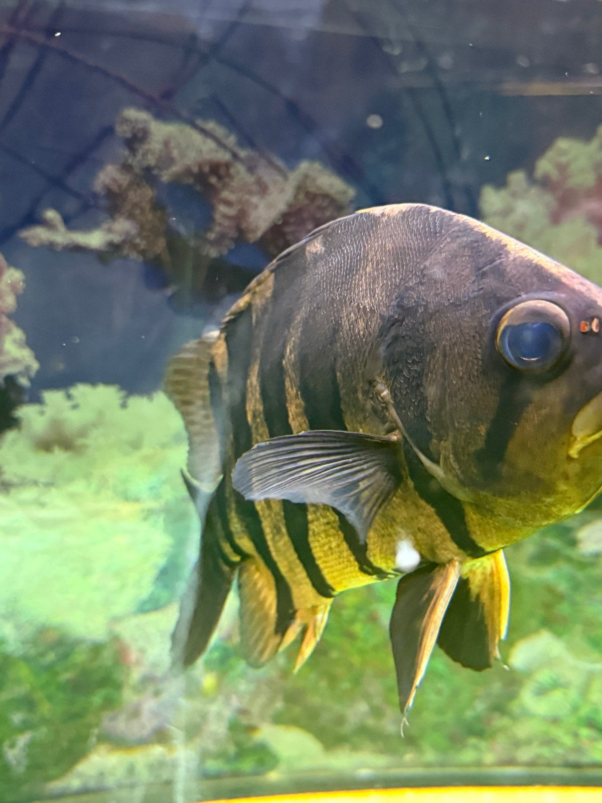 Prachtige Tijgervis te koop, Dieren en Toebehoren