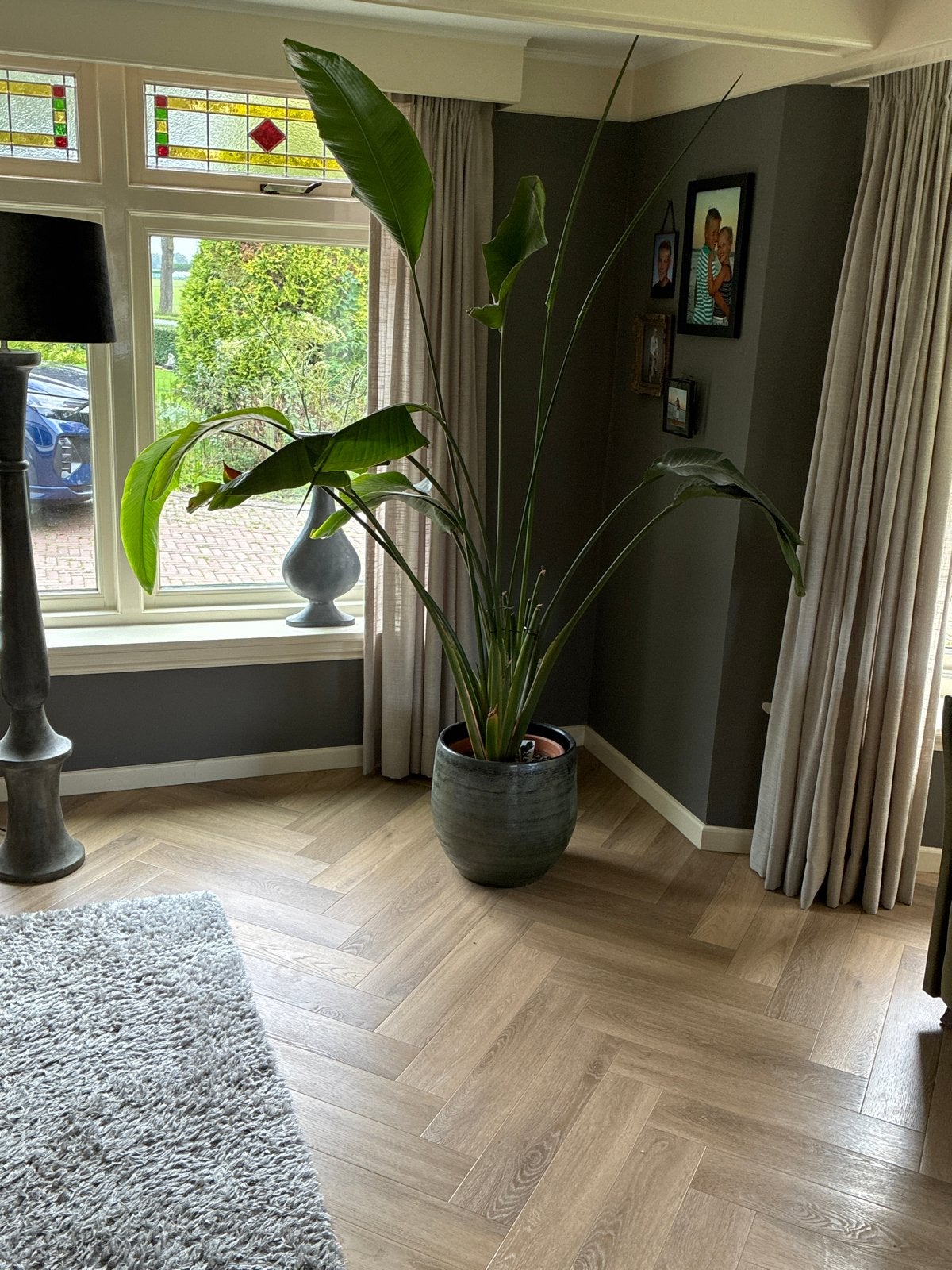 Grote Strelitzia in pot, Ophalen, Binnen, Met pot of vaas, Gebruikt