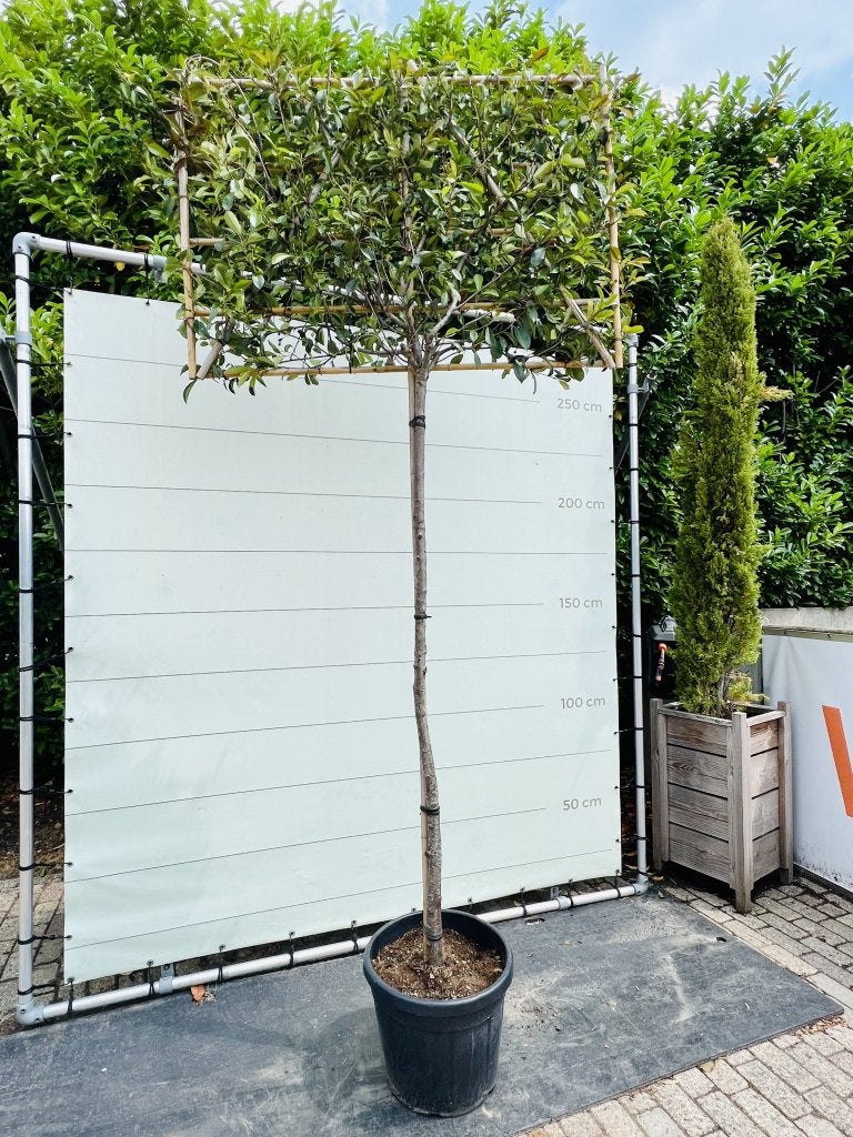 Photinia - Leischerm, Tuin en Terras, Planten | Bomen, In pot, Bloeit niet, Halfschaduw, 100 tot 250 cm