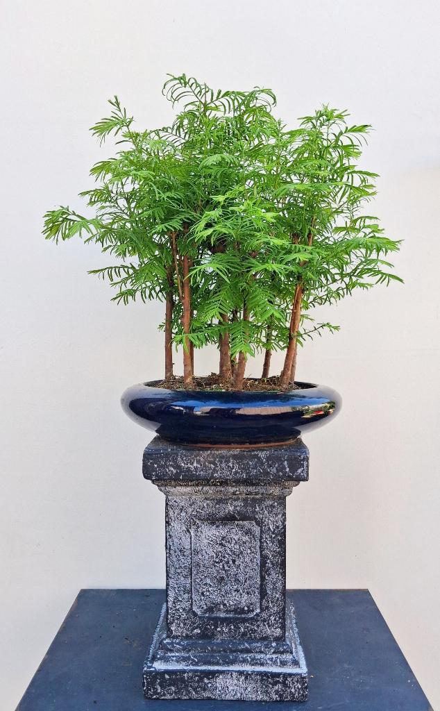 1 Watercipres Bonsai Forrest Bosje 9 Stuks - Metaseqouia, In pot, Bloeit niet, Minder dan 100 cm, Volledige schaduw