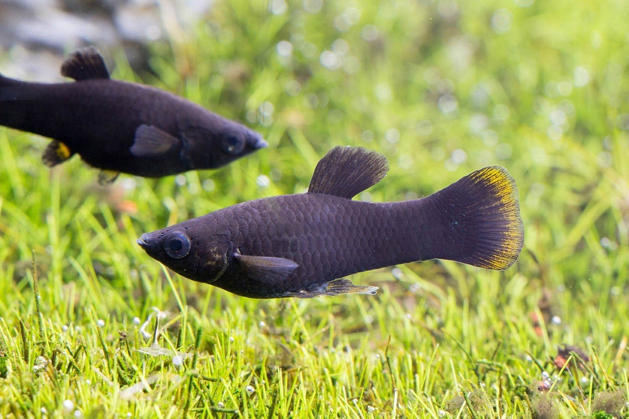 Black Mollies ACTIE €1,- PER STUK, Dieren en Toebehoren, Vissen | Aquariumvissen, Vis