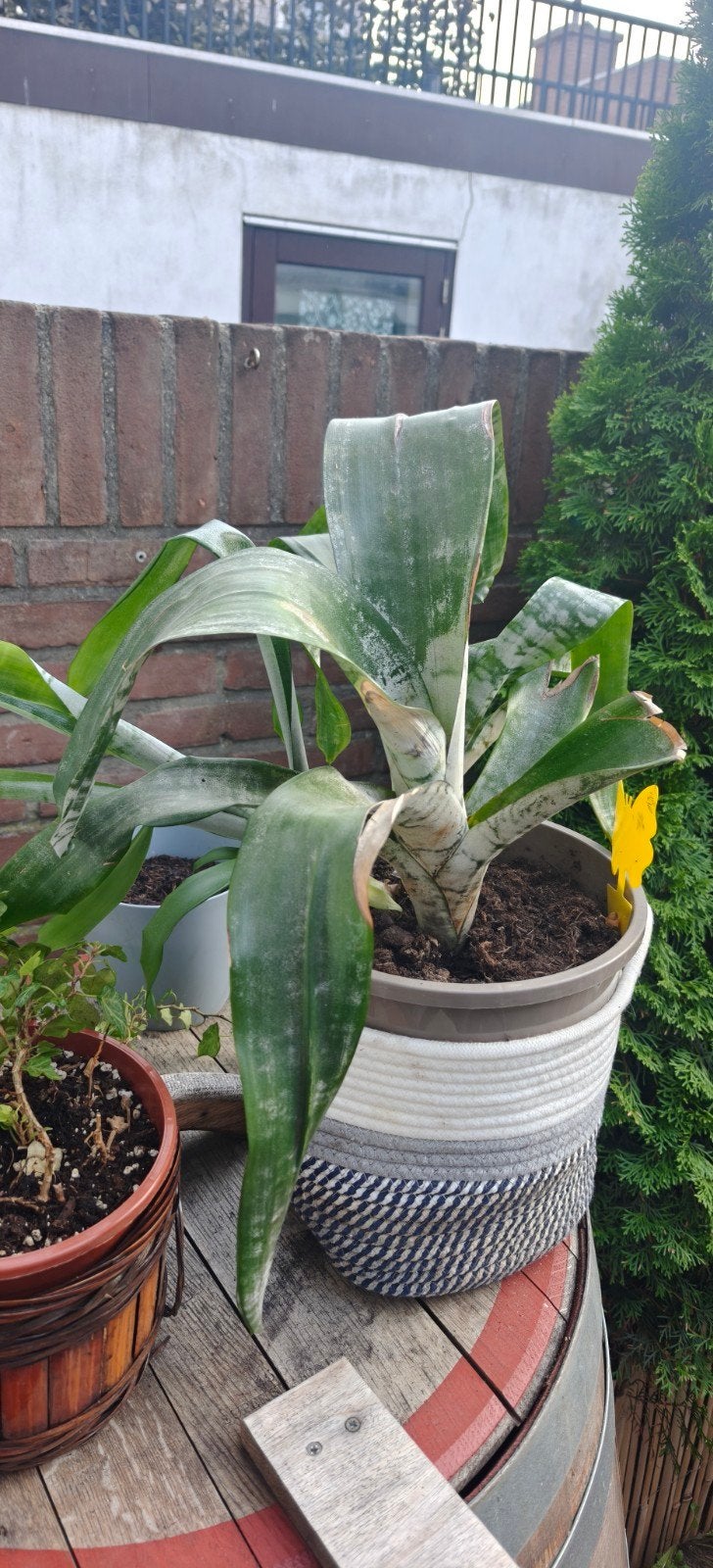 bromeliain pot - Makkelijke kamerplant, Ophalen, In pot, Halfschaduw, Minder dan 100 cm
