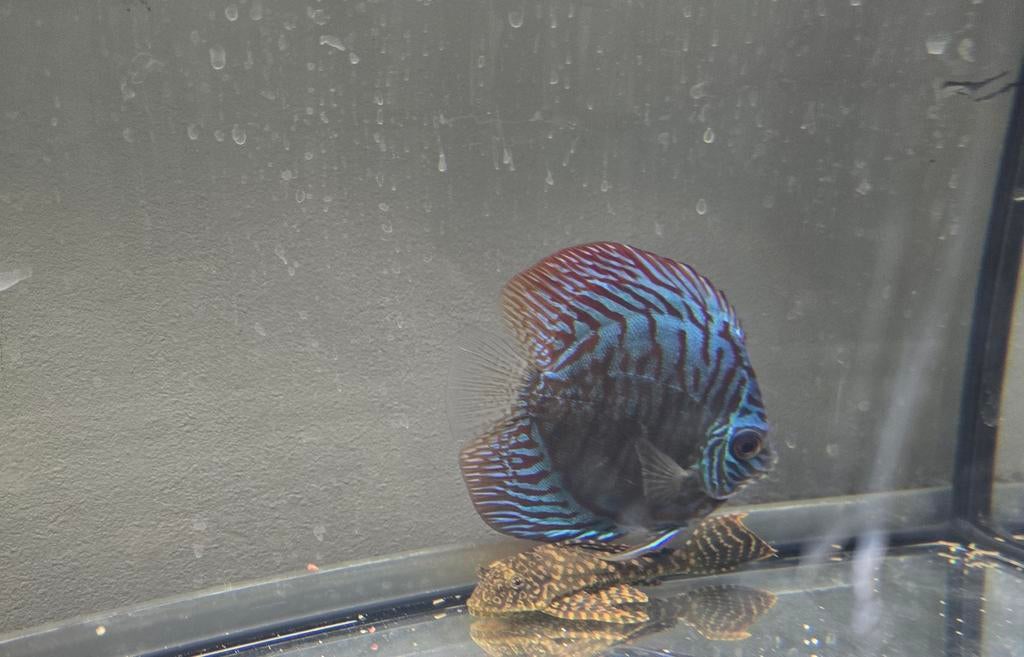 Discusvis, Dieren en Toebehoren, Vissen | Aquariumvissen, Vis