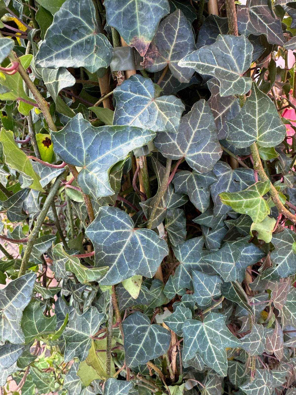 Klimop (Hedera helix) - Ideaal voor tuinen en balkons, Ophalen, Vaste plant, Bloeit niet, Halfschaduw