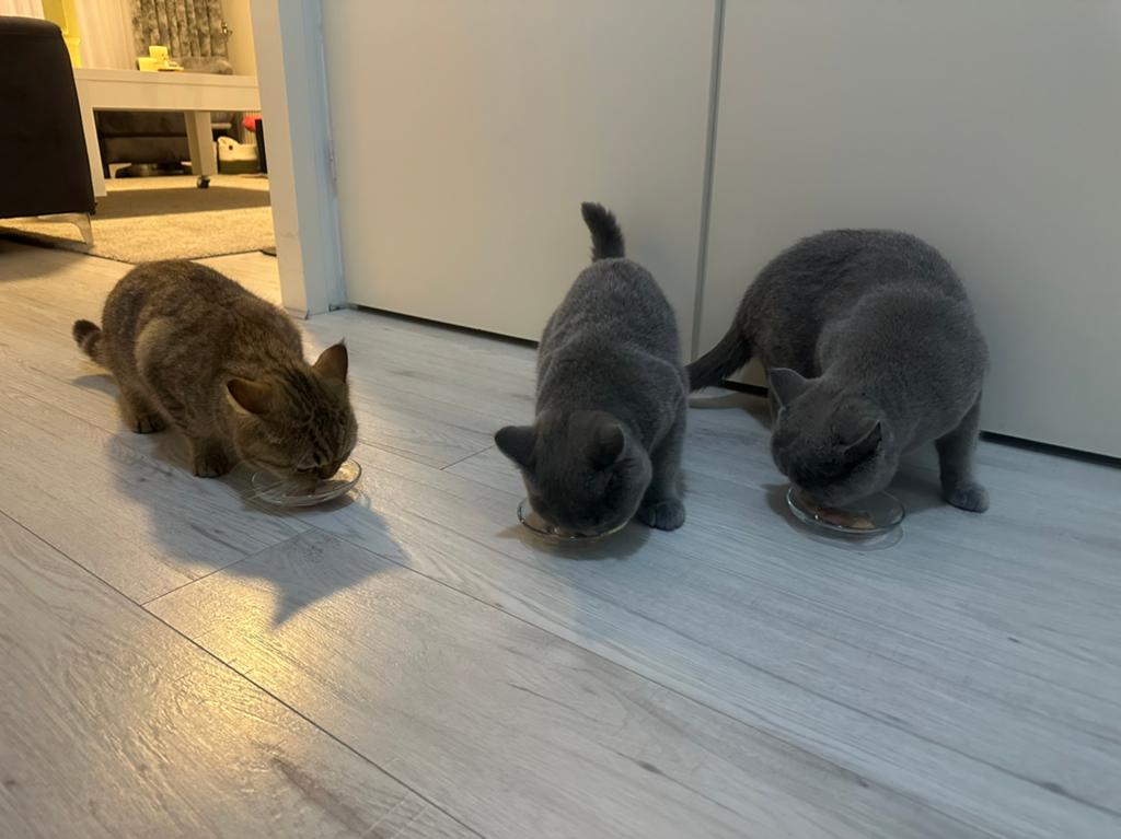 3x britse korthaar te koop met alle toebehoren, Poes, Ingeënt, 0 tot 2 jaar