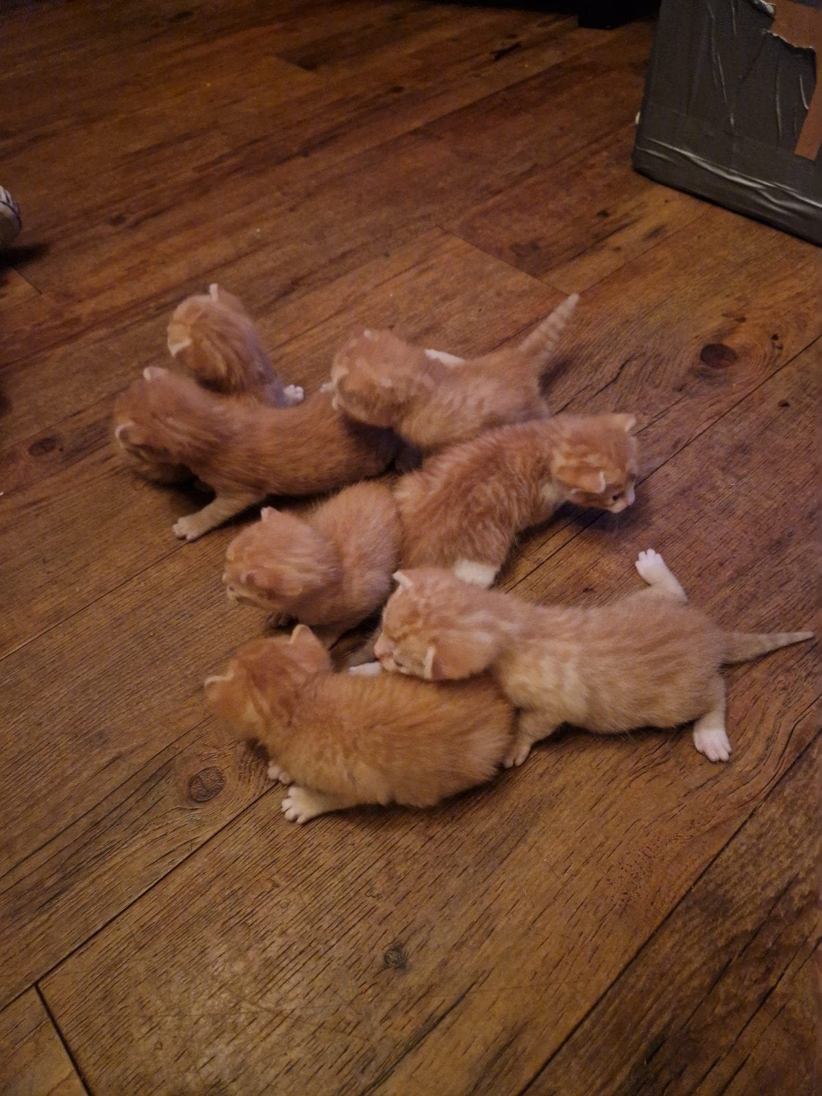 jonge kittens