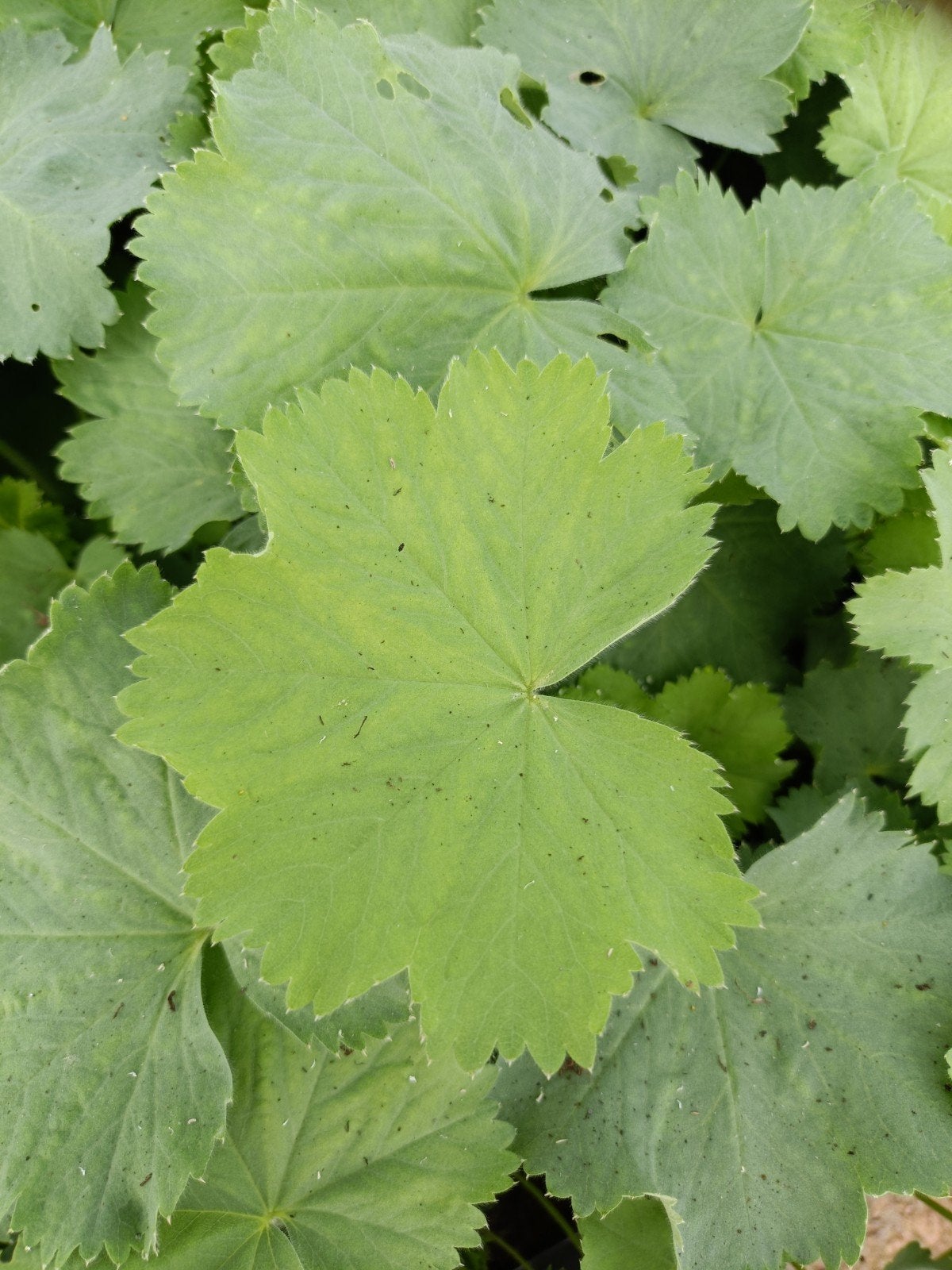 Foto 2 van Alchemilla Mollis in P9 pot - Vrouwenmantel
