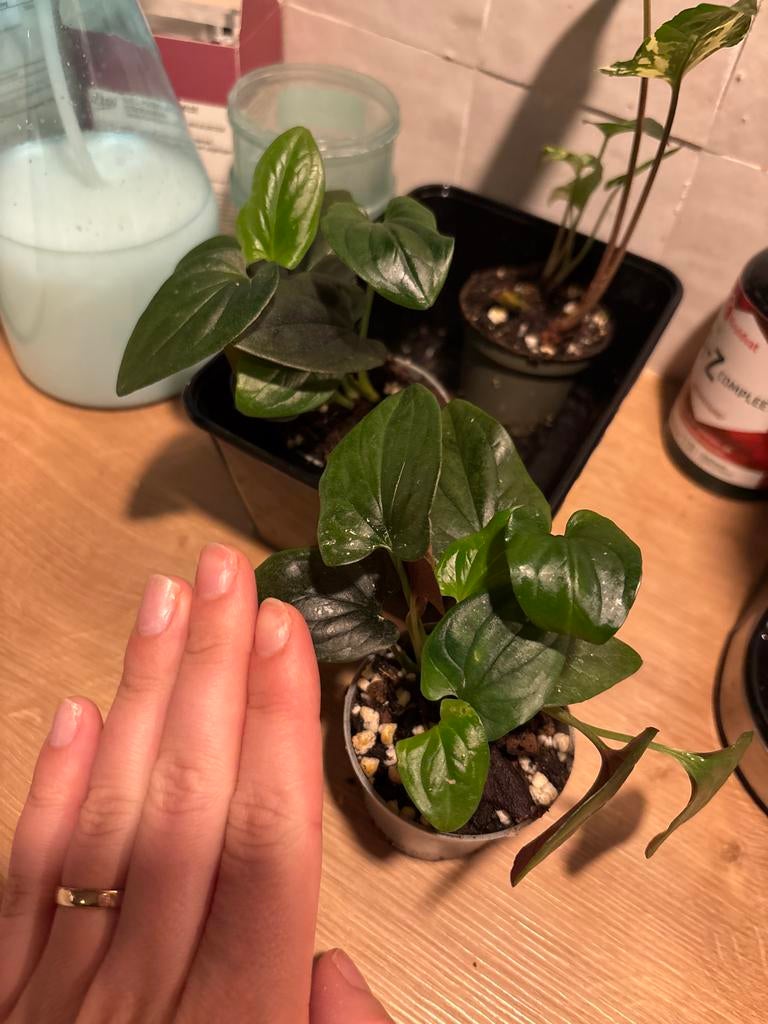 Syngonium Red Arrow Klein, Huis en Inrichting, Kamerplanten, Ophalen, Halfschaduw, Minder dan 100 cm
