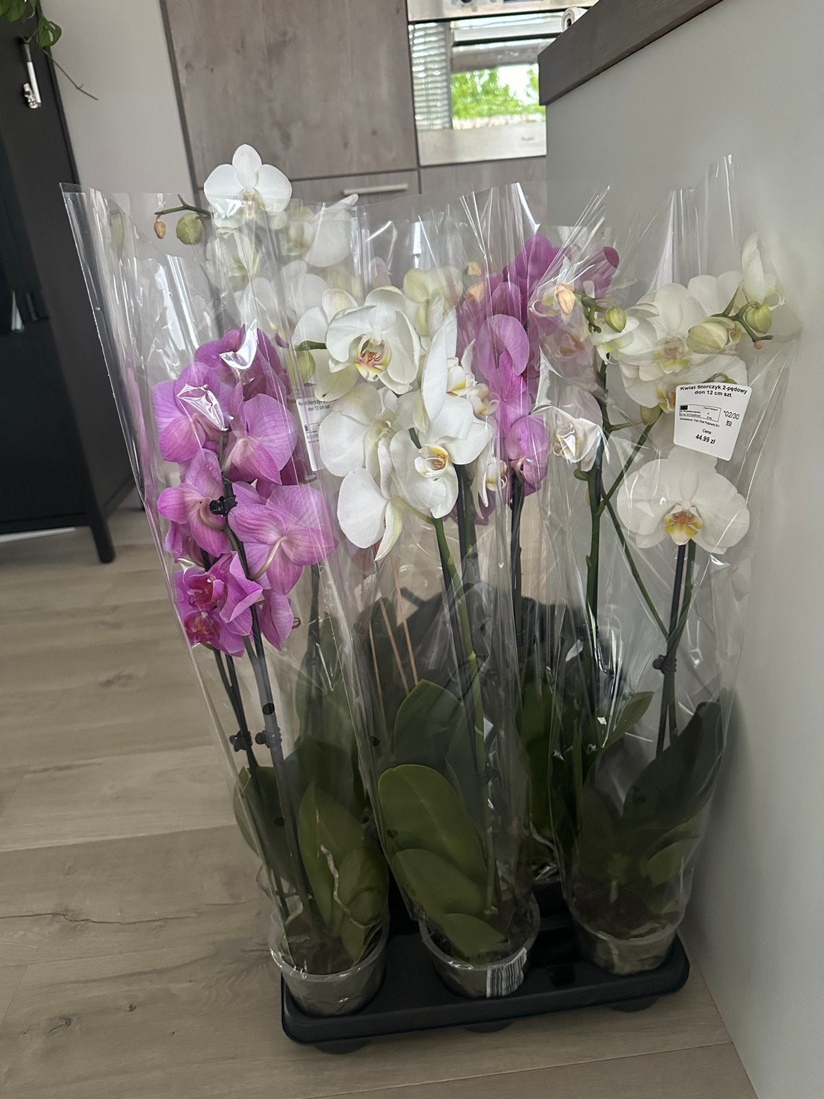 5 phalaenopsis planten, Ophalen, Halfschaduw, Minder dan 100 cm