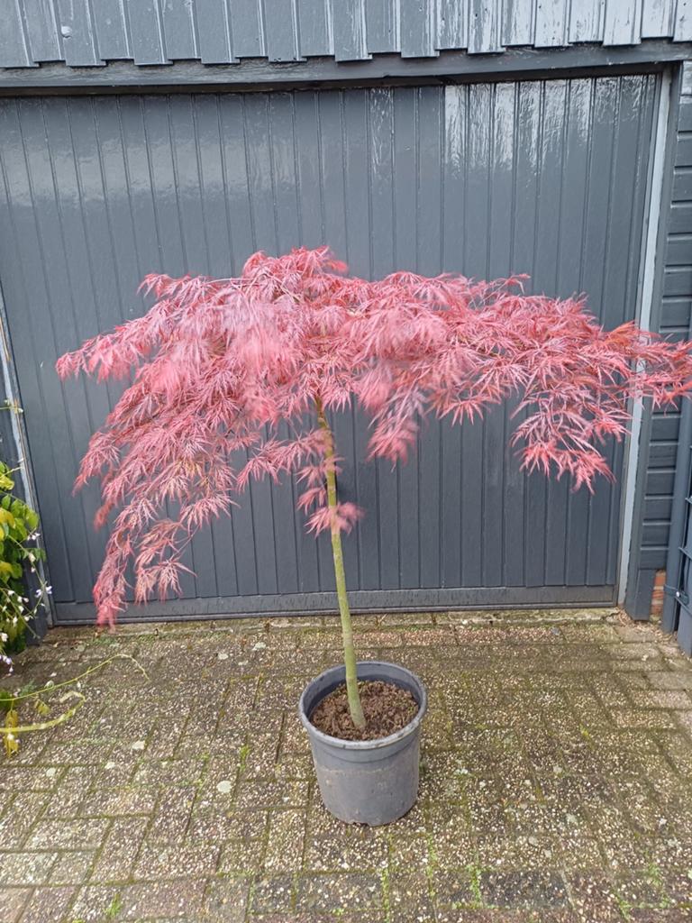 Mooie Esdoorn op stam., Tuin en Terras, Planten | Bomen, Ophalen, Bloeit niet, Halfschaduw, Overige soorten